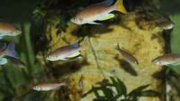 Foto mit Cyprichromis pavo Moliro WF/WFNZ