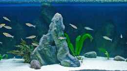 aquarium-von-miriam-sand---und-freiwasserzone-im-tanganjikasee_