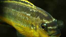 Foto mit Melanochromis Auratus Portrait