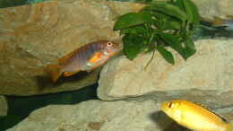 Foto mit Iodotropheus sprengerae und Labidochromis yellow