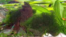 aquarium-von-wolfgang-sommer-becken-2220_perspektive von unten