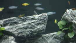 Foto mit Pseudotropheus socolofi/Melanochromis auratus