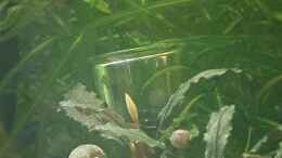 aquarium-von-piet-becken-22307_Bucephalandra mit Blüte