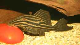 aquarium-von-minzi-es-war-einmal---_Panaque nigrolineatus mit seiner Leibspeise - Rote Paprika