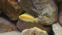 Foto mit Labidochromis Yellow Weibchen