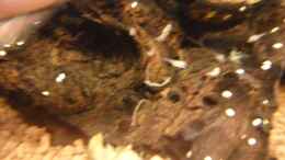 Foto mit Purpurprachtbarsch (Pelvicachromis pulcher) Nachwuchs