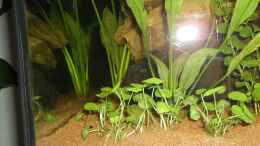 Foto mit Amerikanischer Wassernabel Hydrocotyle verticillata vorne + Schwertpflanze