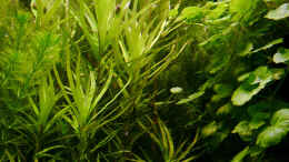 Foto mit  Eichhornia diversifolia - Verschiedenblättrige Wasserhyazinthe