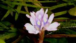 Foto mit Blüte von Eichhornia diversifolia - Verschiedenblättrige Wasserhyazinthe