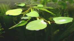Foto mit Schwimmblätter von Eichhornia diversifolia - Verschiedenblättrige