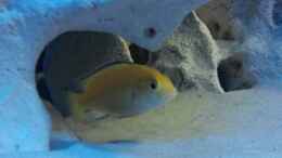 Foto mit Labidochromis caeruleus Yellow