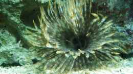 aquarium-von-katja-grasser-becken-2382_Röhrenwurm 5cm