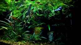 aquarium-von-snooze-little-dschungel_Es wurden 4 Liter Pflanzen und Moose entfernt