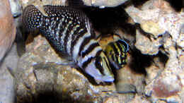 Foto mit Altolamprologus Calvus vs Julidochromis regani kipili