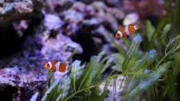 Foto mit Pärchen Amphiprion ocellaris - Anemonenfisch
