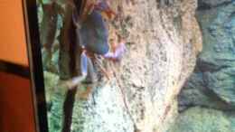 Foto mit Malawikrabbe im Klettergarten