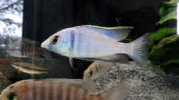 Foto mit Placidochromis electra (Männchen)