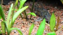Foto mit Marmorierter Panzerwels - Corydoras paleatus