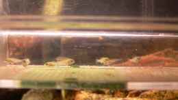 Foto mit Nachwuchs (9Stck.) Mix aus Placidochromis electra & Placidochromis