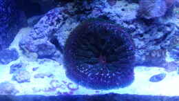 aquarium-von-cuny-60-liter-nanocube_