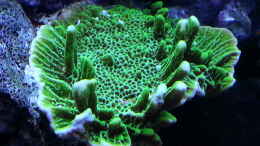 aquarium-von-urbi-becken-26483_eine schöne grüne Steinkoralle ! 