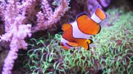 Foto mit Falscher Clown - Anemonenfisch = Amphiprion ocellaris
