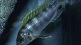 Foto mit Labidochromis sp. perlmutt Weibchen
