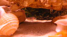 aquarium-von-simone-baumeister-becken-2762_Tunnel aus Lochsteinen und freie Sandfläche dahinter und da