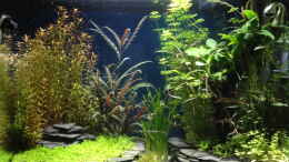 aquarium-von-loetlampenindianer-wohnraum_Vallisneria americana Mini twister / Vallisneria twisted hin