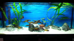 aquarium-von-marcus-mck-450l-tropheus-tank_Tanganjyka Lakeside
