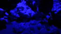 aquarium-von-daniel-kastner-tanganjika-sandy-stones-nur-noch-beispiel_Bei Mondlicht