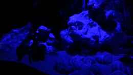 aquarium-von-daniel-kastner-tanganjika-sandy-stones-nur-noch-beispiel_bei Mondlicht