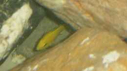 Foto mit Labidochromis caeruleus 