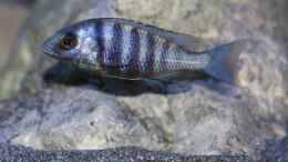 Foto mit Placidochromis sp. phenchilus tanzania lupingo Weibchen