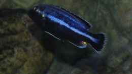 Foto mit Melanochromis paralellus Männchen