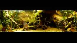 aquarium-von-marco-my-south-american-biotope_Gesamtansicht 19.04.2014