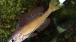 Foto mit Cyprichromis microlepidotus Kasai