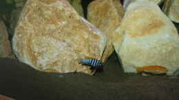 aquarium-von-mikem--mbuna-becken_afra Männchen in der nähe seiner Höhle