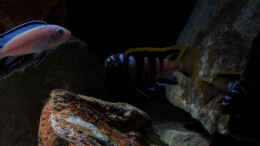 Foto mit Labidochromis sp. mbamba bay .. entfesselter Blitz ..