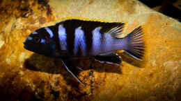 Foto mit Labidochromis sp. mbamba bay