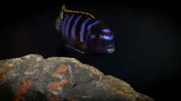Foto mit Labidochromis sp. mbamba bay