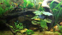 aquarium-von-ottche-peruaner--nur-noch-als-beispiel-_Tigerlotus,im Hintergrund Moorkienwurzel