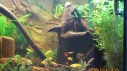 aquarium-von-ottche-peruaner--nur-noch-als-beispiel-_Moorkienwurzel mit Anubis