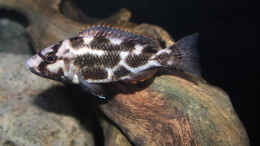 Foto mit Nimbochromis livingstonii - Weibchen