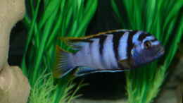 Foto mit Labidochromis sp. mbamba Männchen