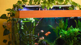 aquarium-von-djoser-sumatra-ask-for-party-nur-noch-beispiel_Sumatra ask for party