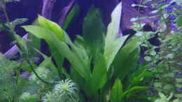 Foto mit Schmalblättrige Amazonasschwertpflanze