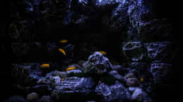 aquarium-von-pa-trick-rocky-cliffs_Zu Beginn der Mondphase (das Foto ist ein bisschen überbeli