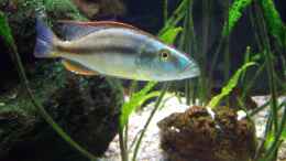 Foto mit Dimidiochromis compressiceps Mann (Noch nicht ausgefärbt / ausgewachsen)