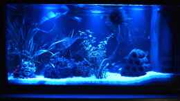 aquarium-von-will-mein-allererstes-aquarium_Aquarium bei Nacht mit 3 Mond-LED II
